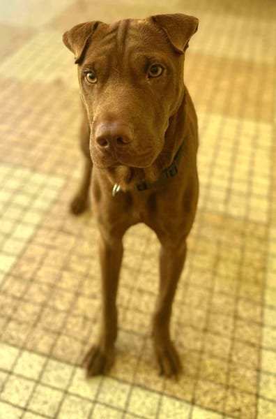 Pollux, mâle croisé shar pei, né le 03/06/2024  🐶