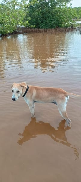 JULES le plus beau des césar