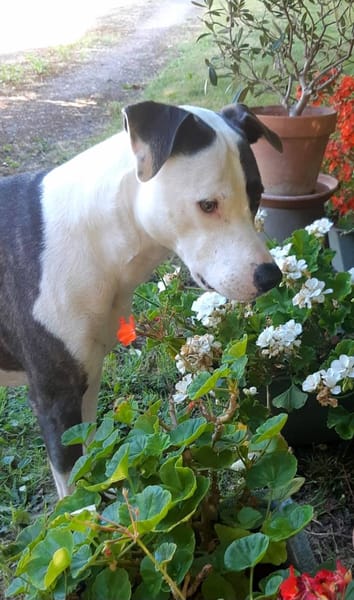 Marley, mâle croisé berger, né le 22/05/2021 🐶