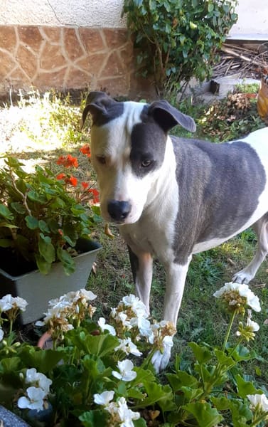 Marley, mâle croisé berger, né le 22/05/2021 🐶