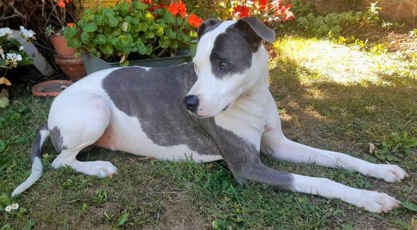 Marley, mâle croisé berger, né le 22/05/2021 🐶