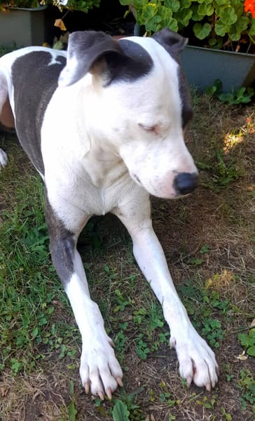 Marley, mâle croisé berger, né le 22/05/2021 🐶