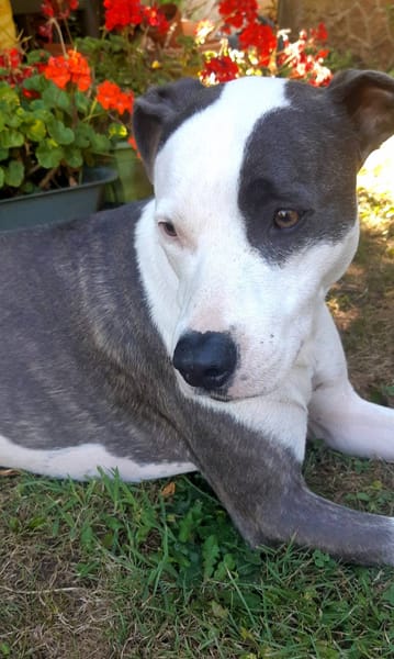 Marley, mâle croisé berger, né le 22/05/2021 🐶