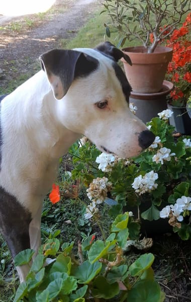 Marley, mâle croisé berger, né le 22/05/2021 🐶