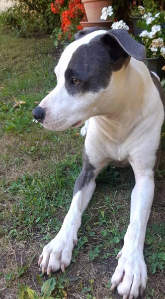 Marley, mâle croisé berger, né le 22/05/2021 🐶