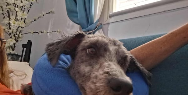 JULES le plus beau des césar