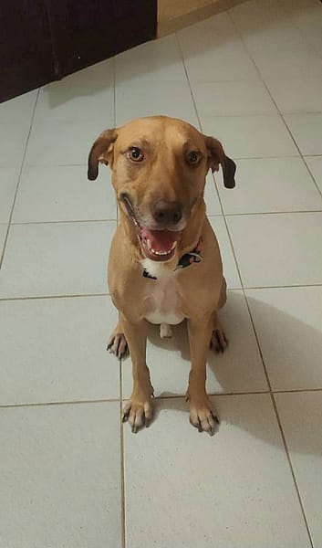 Fifi, mâle croisé berger, né le 15/06/2022 🐶
