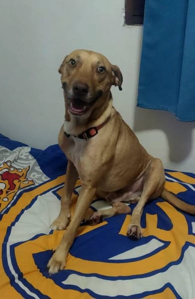 Fifi, mâle croisé berger, né le 15/06/2022 🐶