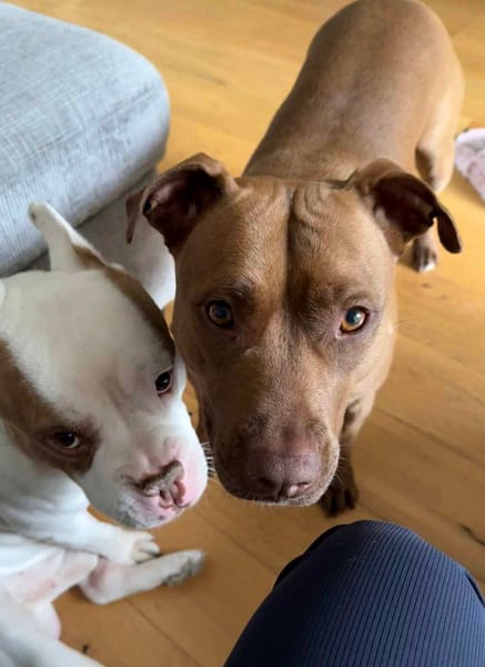 Brooklyn, femelle, Berger X Staffordshire Terrier (Décatégorisée par diagnose), née le 20/04/2022