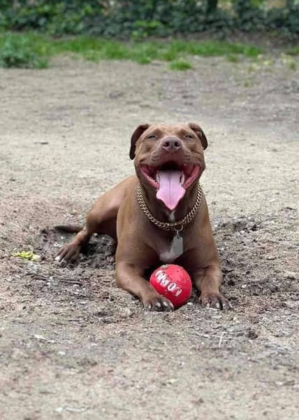 Brooklyn, femelle, Berger X Staffordshire Terrier (Décatégorisée par diagnose), née le 20/04/2022
