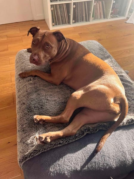 Brooklyn, femelle, Berger X Staffordshire Terrier (Décatégorisée par diagnose), née le 20/04/2022