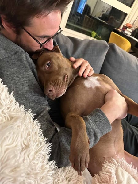 Brooklyn, femelle, Berger X Staffordshire Terrier (Décatégorisée par diagnose), née le 20/04/2022