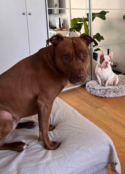 Brooklyn, femelle, Berger X Staffordshire Terrier (Décatégorisée par diagnose), née le 20/04/2022