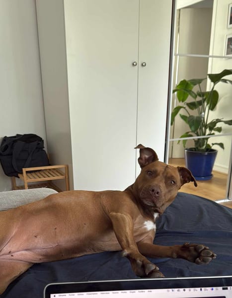 Brooklyn, femelle, Berger X Staffordshire Terrier (Décatégorisée par diagnose), née le 20/04/2022