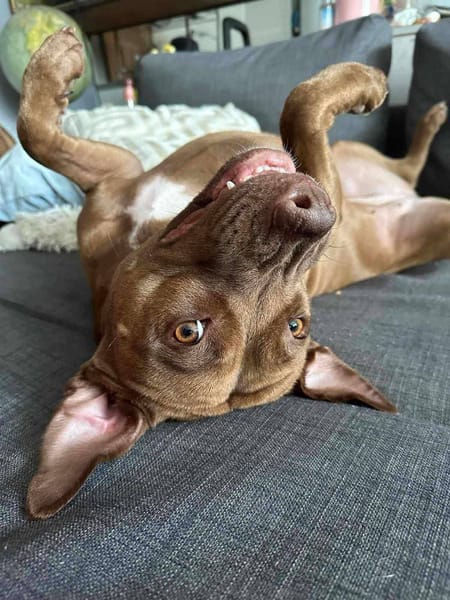 Brooklyn, femelle, Berger X Staffordshire Terrier (Décatégorisée par diagnose), née le 20/04/2022