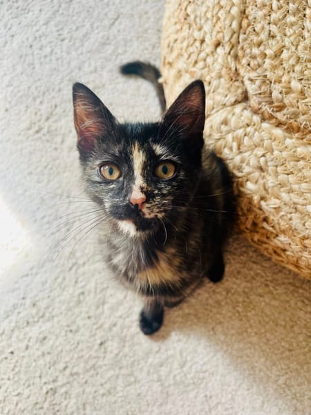 Lilo