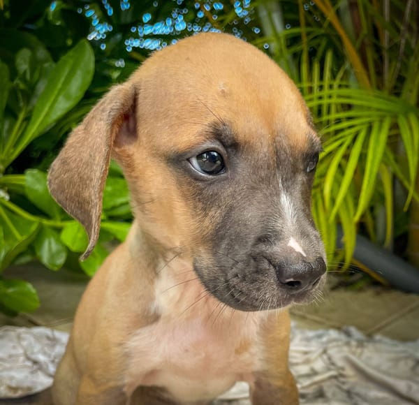 Thorin, mâle croisé berger, né le 15/04/2025  🐶