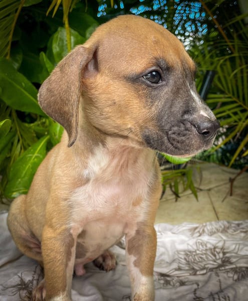 Thorin, mâle croisé berger, né le 15/04/2025  🐶