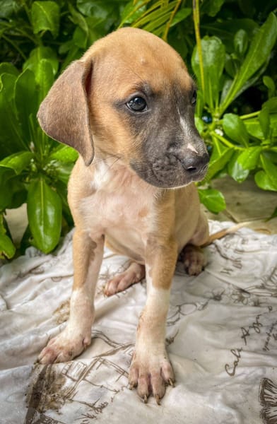 Thorin, mâle croisé berger, né le 15/04/2025  🐶