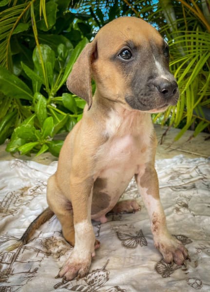 Thorin, mâle croisé berger, né le 15/04/2025  🐶