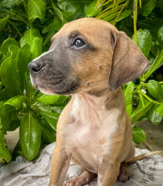 Thorin, mâle croisé berger, né le 15/04/2025  🐶