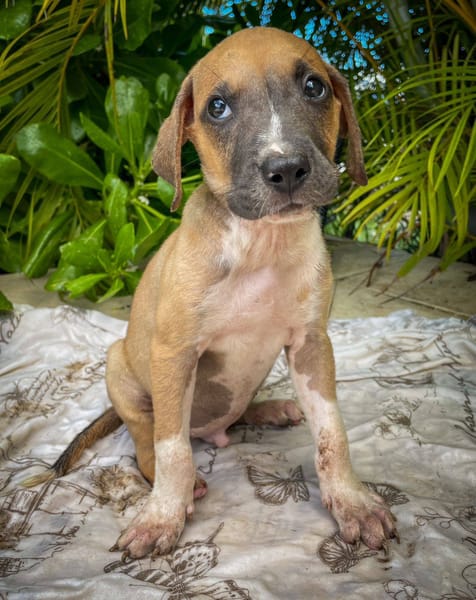 Thorin, mâle croisé berger, né le 15/04/2025  🐶