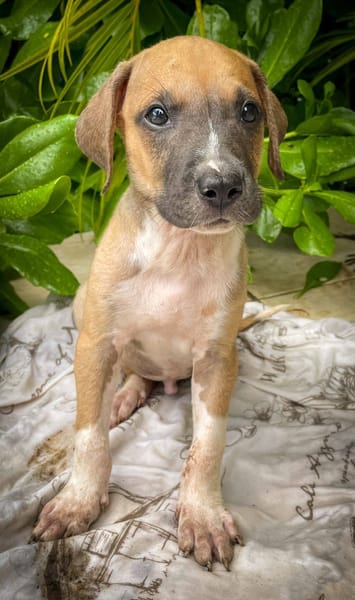 Thorin, mâle croisé berger, né le 15/04/2025  🐶