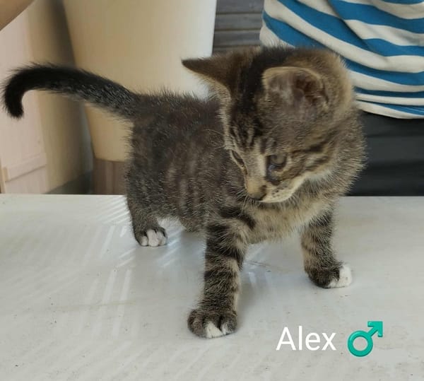 ALEX  chaton 3 mois