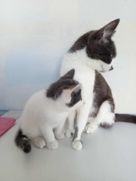 PENELOPE, ALLOS et AALTO
