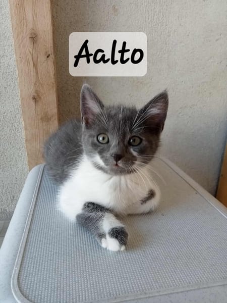 PENELOPE, ALLOS et AALTO