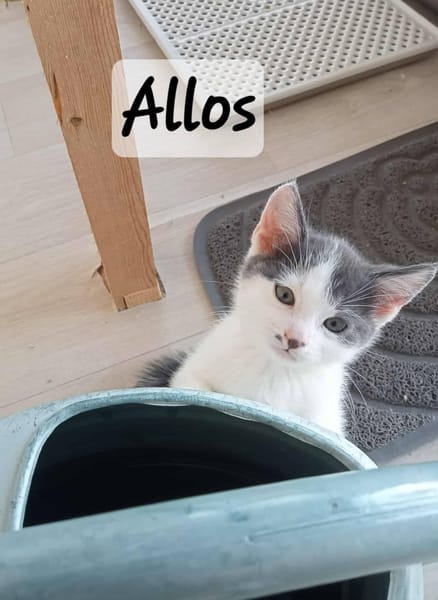 PENELOPE, ALLOS et AALTO