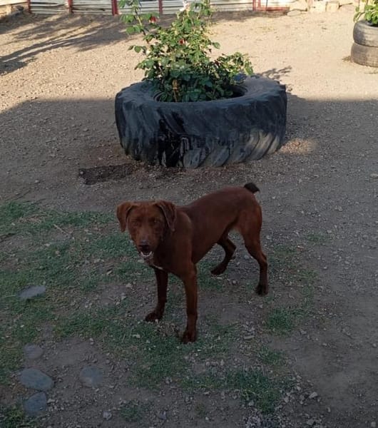 Rufo