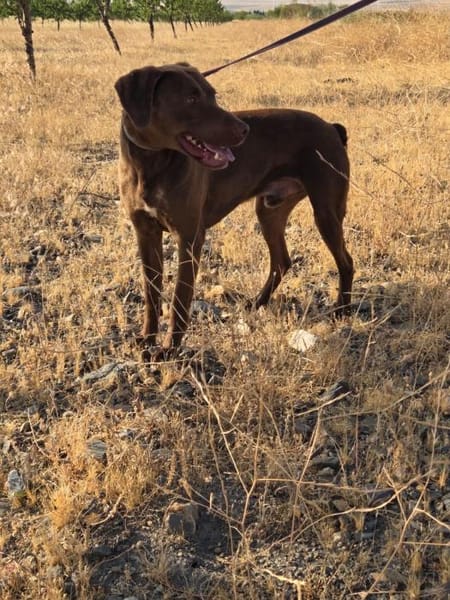 Rufo