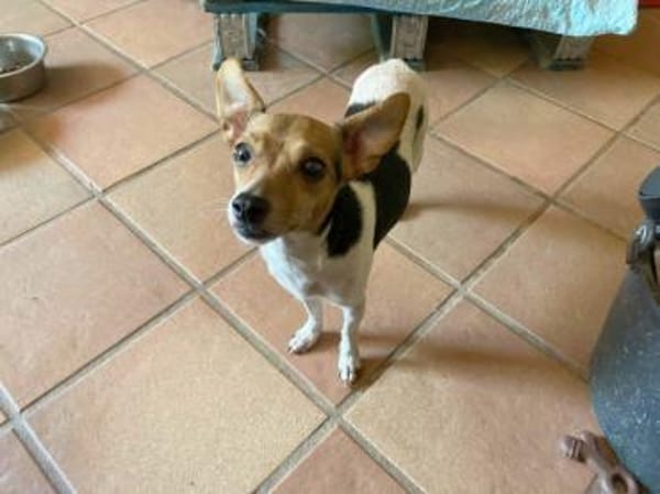 Shira sucht ein liebevolles Zuhause