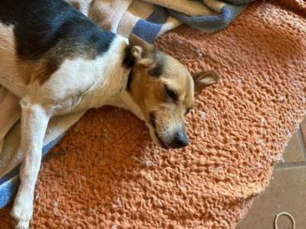 Shira sucht ein liebevolles Zuhause