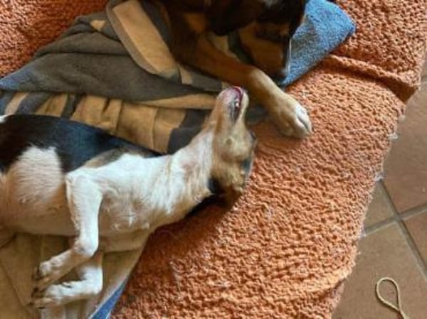 Shira sucht ein liebevolles Zuhause