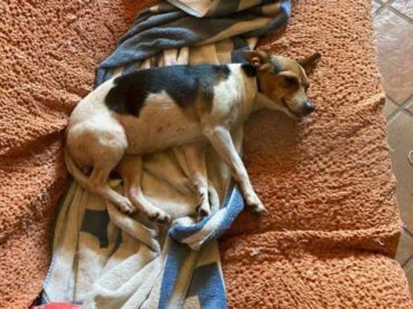 Shira sucht ein liebevolles Zuhause