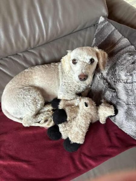 Romeo - lieb, freundlich, verschmust