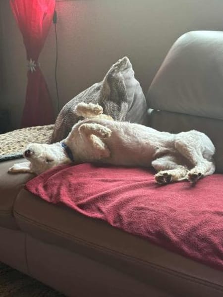 Romeo - lieb, freundlich, verschmust