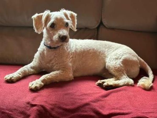 Romeo - lieb, freundlich, verschmust