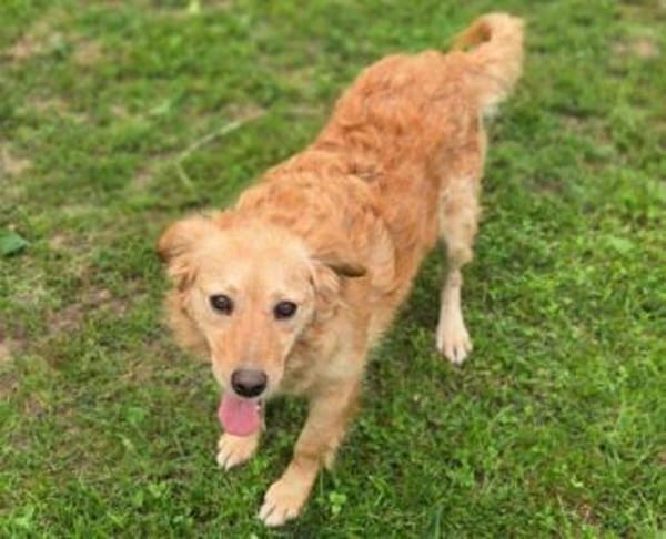 LOLA 2 sucht Familie
