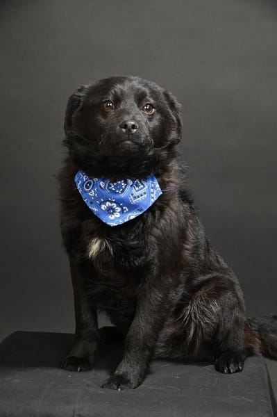 💙🐾Bonnie sucht ein schönes Zuhause
