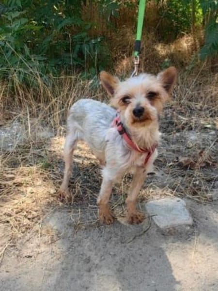 Soli ein liebes Yorkie Mädchen