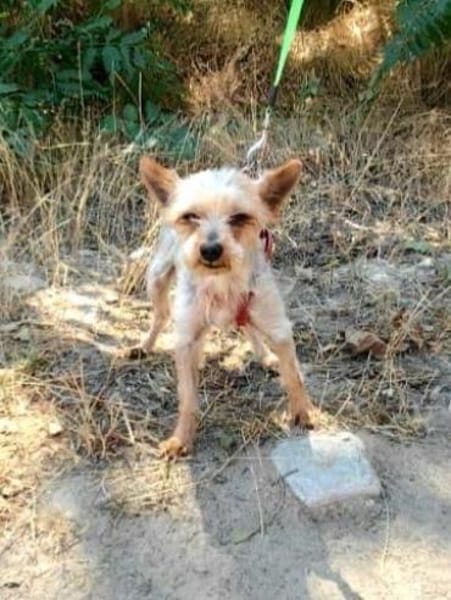 Soli ein liebes Yorkie Mädchen