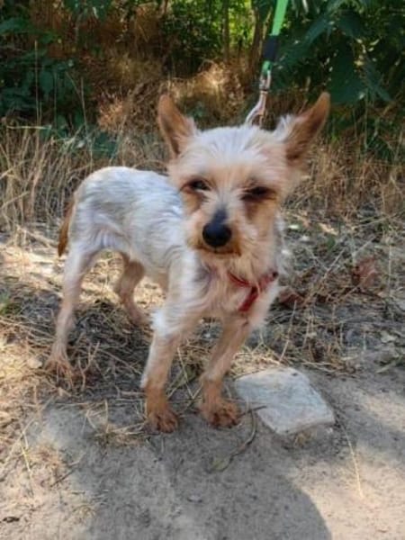 Soli ein liebes Yorkie Mädchen