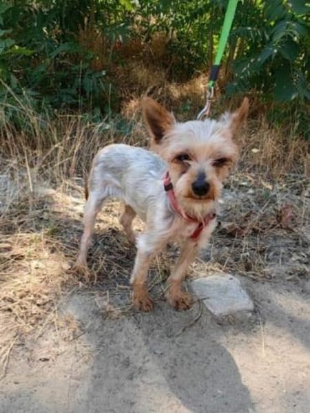 Soli ein liebes Yorkie Mädchen