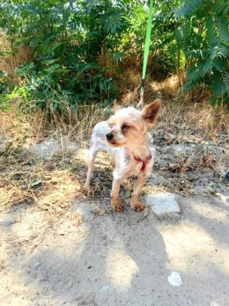Soli ein liebes Yorkie Mädchen