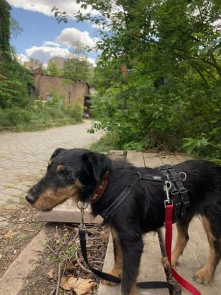 Dörti-Junghündin mit Herz sucht Zuhause
