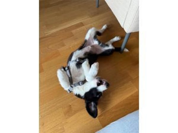 Koda - wartet in 68309 Mannheim