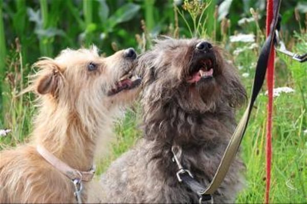 ***LILLY und ROXY!***